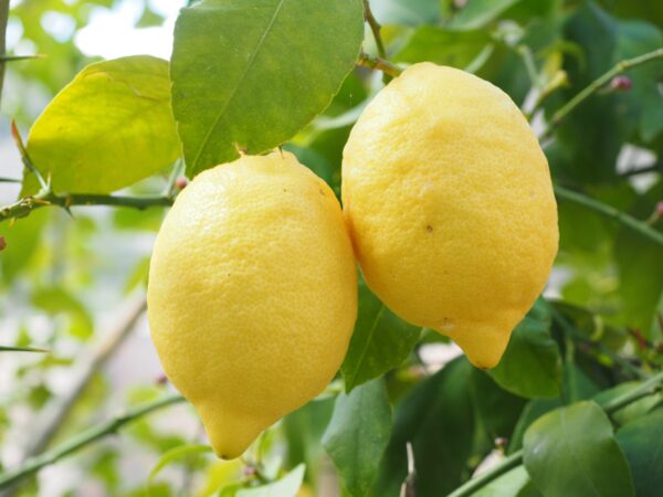 Propiedades del limón en la medicina natural