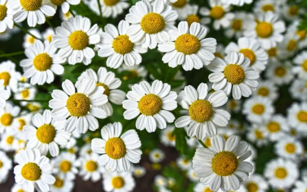 Beneficios del té de manzanilla para el descanso
