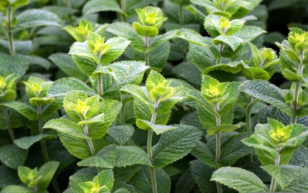 Propiedades medicinales tradicionales de la menta