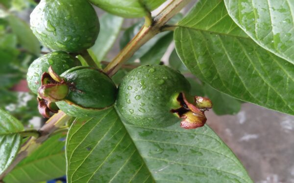 Beneficios del té de hojas de guayaba para el bienestar digestivo
