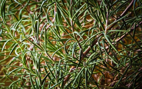 Beneficios tradicionales del té de romero para el cabello